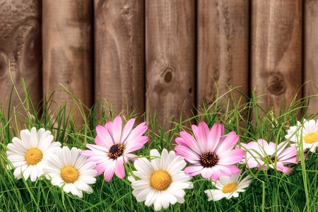 White and pink marguerite flowers on fresh green grass in front of a dark wooden fenceの写真素材