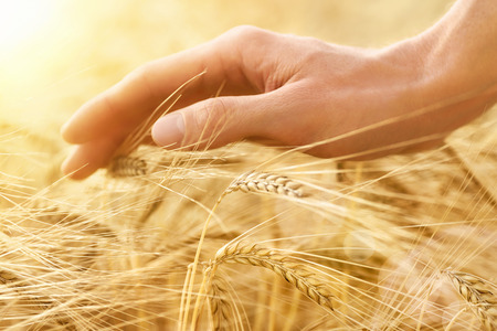 Male hand gently stroking the crop of dry cereal plants in warm soft light on a field, an agriculture shot with emotionの写真素材