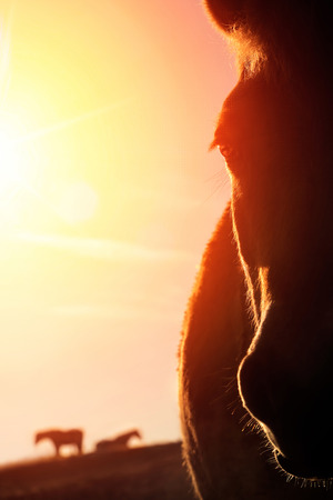 Backlit closeup portrait of a horse on a paddock and the gold sky in the background, the warm sunlight creates high contrast outlines