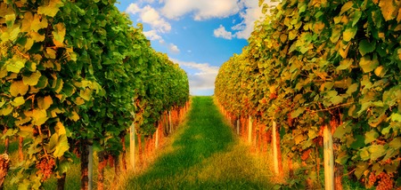 Two rows of grapevine on a hill in warm evening sunlight leading to the blue skyの写真素材