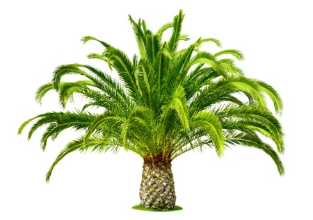 Perfect palm tree with lush, fresh green leaves and a short trunk, isolated on pure whiteの写真素材