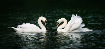 Two beautiful swans looking at each other and shining on the dark waterの素材 [FY31041792531]