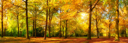 Gorgeous autumn landscape panorama of a scenic forest with lots of warm sunshineの写真素材