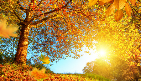 Golden autumn scenery with a nice tree, falling leaves, clear blue sky and the sun shining warmly Golden autumn scenery with a nice tree, falling leaves, clear blue sky and the sun shining warmly