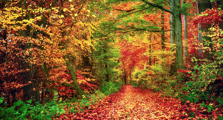 Colorful forest scenery in autumn with a path covered in leavesの写真素材