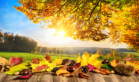 Autumn concept with colorful leaves on a wooden table in front of a sunny open landscapeの写真素材