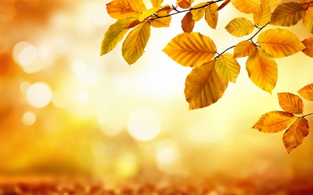 Autumn beech leaves decorate a beautiful nature bokeh background with forest ground