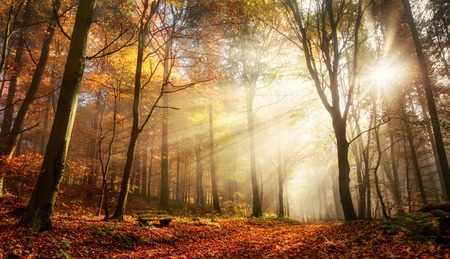 Rays of bursting sunlight in a misty forest with red and gold colors in autumnの写真素材