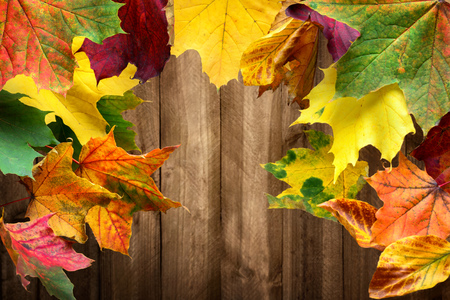 Colorful maple leaves in autumn frame a wood planks backgroundの写真素材