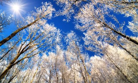 Winter wonderland with snow white treetops against the deep blue sky and the sun, worms eye viewの写真素材