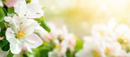 Apple blossoms in soft dreamy sunlight, panoramic closeup with shallow focus and copyspace on bokeh backgroundの写真素材