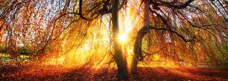 Golden rays of the autumn sun fall through a tree in a park, panoramaの写真素材