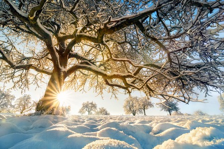 Winter rural landscape with the sun shining behind a beautiful snow-covered tree on a field, with blue skyの写真素材