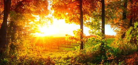 Sunset panorama on a rural landscape, framed by trees and a vineyard, autumn colorsの写真素材