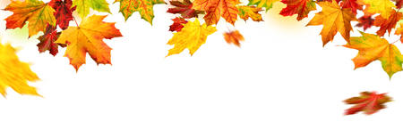 Elegant autumn maple leaves border, studio isolated on pure white background, wide panorama formatの写真素材