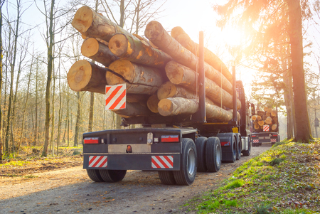 Forestry activity: large trucks transporting tree trunks through a forest, backlit shot with the sunの写真素材