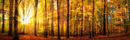 Autumn scenery in panorama format: a forest in vibrant warm colors with the sun shining through the leavesの写真素材