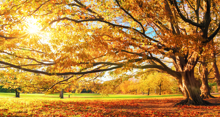 Autumn in a park, the sun shining through the leaves of a big tree unto the meadowの写真素材