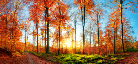 Panoramic autumn landscape at sunset, with colorful trees, blue sky, a forest path, green grass and the sunの写真素材