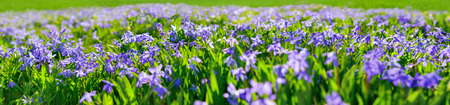 Blue squills: purple spring flowers on a meadow, extra wide panoramic format, suitable as a bannerの写真素材