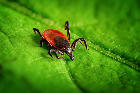 Red tick scrabbling on a green leaf, sharp closeup