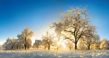 Rural landscape enchanted by snow and the gold winter sun rising on the blue skyの写真素材