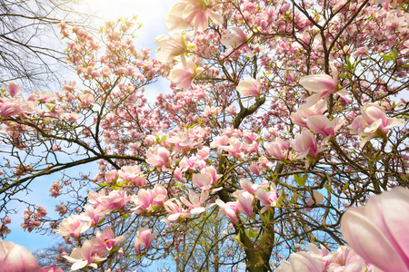 Springtime scenery with sunlit magnolia blossoms on a tree over clear blue skyの写真素材