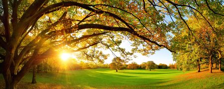 Beautiful panoramic autumn scenery with a large tree on a green meadow and the setting sun shining...