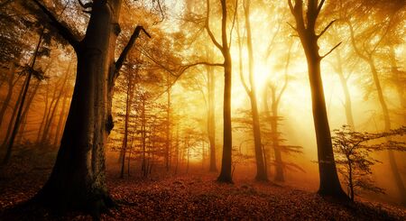 Dramatic scenery in a forest in autumn or winter, with silhouettes of trees and the rays of sunlight warming the color of the fogの写真素材