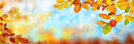 Colorful autumn background in panoramic format, with red, yellow and green leaves framing blue bokeh highlightsの写真素材