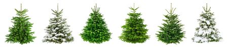 Set of 6 studio shots of fresh gorgeous fir trees in lush green for Christmas, without ornaments, isolated on pure whiteの写真素材