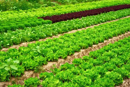 Agriculture shot with vibrant color: rows of fresh lettuce plants on a fieldの写真素材