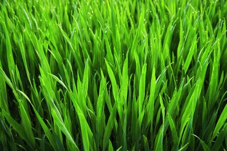 Closeup of lush uncut vibrant green grass on a field in soft morning lightの写真素材
