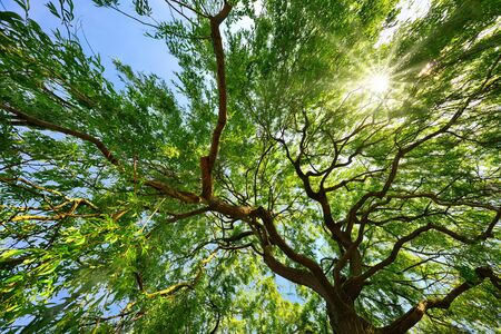 Beautiful weeping willow canopy with the sun shining through the green foliageの写真素材