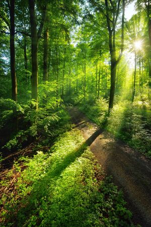 Sun rays create a vibrant green scenery of light and shadows on a forest pathの写真素材