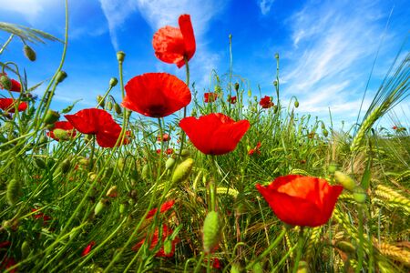 Closeup of vibrant poppy flowers on a wild field growing towards the deep blue skyの写真素材
