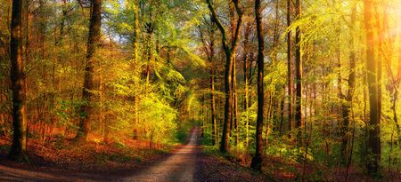 Gold forest scenery with rays of warm light illumining the foliage and a footpath leading into the sceneの写真素材