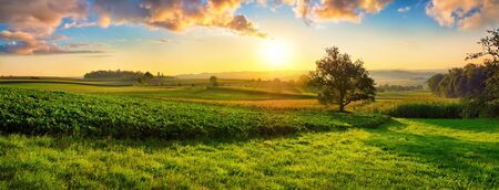 Tranquil panoramic rural landscape scenery in an early summer morning after sunrise, with a tree on green meadows and colorful clouds in the gold and blue skyの写真素材