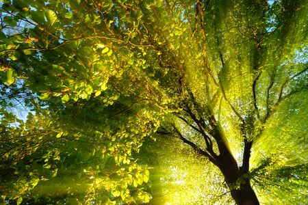 Majestic rays of light dramatically illuminating the branches and foliage of a tree, with the sun behind the silhouette of the trunkの写真素材