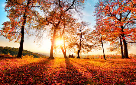 Autumn scenery with gold sunlight in a park, with blue sky, the sun, trees casting shadows as leading lines and lots of red foliageの写真素材