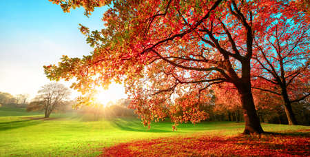 Sunny park in glorious autumn colors, with clear blue sky and the setting sun, a vast green meadow and a majestic oak tree with red leaves in the foregroundの写真素材