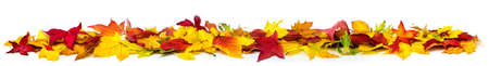 Colorful autumn leaves on the ground as a border, extra wide panorama format with vibrant colors, isolated on whiteの写真素材