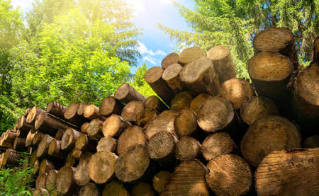 Forestry industrial shot in nature: pile of felled tree trunks in a green forest on a beautiful sunny dayの写真素材