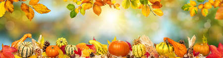 Colorful wide autumn bokeh background with rays of the sun and a frame of decorative pumpkins,...