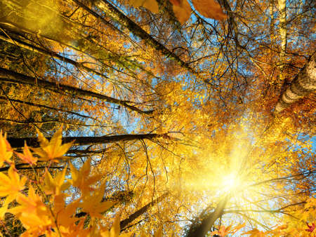 The bright autumn sun gloriously shining through the branches of deciduous trees with yellow and orange foliage in a forestの写真素材