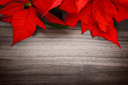 Christmas or seasonal background composed of a wood surface and poinsettia, with elegant vignettingの写真素材