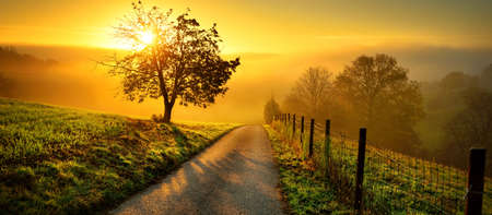 Rural landscape with a path and the silhouette of a lone tree on a meadow at sunrise, mist on the horizon and magnificent gold sunlightの写真素材