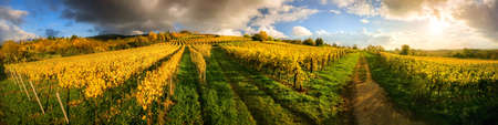 Panoramic vineyard landscape in autumn, with blue sky, dramatic clouds and rows of gold grapevine in warm sunlight, wide panorama formatの写真素材