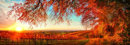 Dreamy autumn sunset landscape panorama, a gorgeous rural scene with road of grapevine on a hill with the branches of red trees hanging above themの写真素材