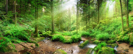 Panoramic forest scenery with rays of light falling through mist, lush green foliage and a stream with tranquil clear waterの写真素材